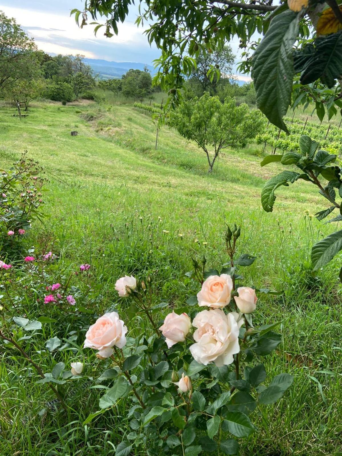 Tenuta Le Mandorlaie, Agriturismo In Scansano Kültér fotó