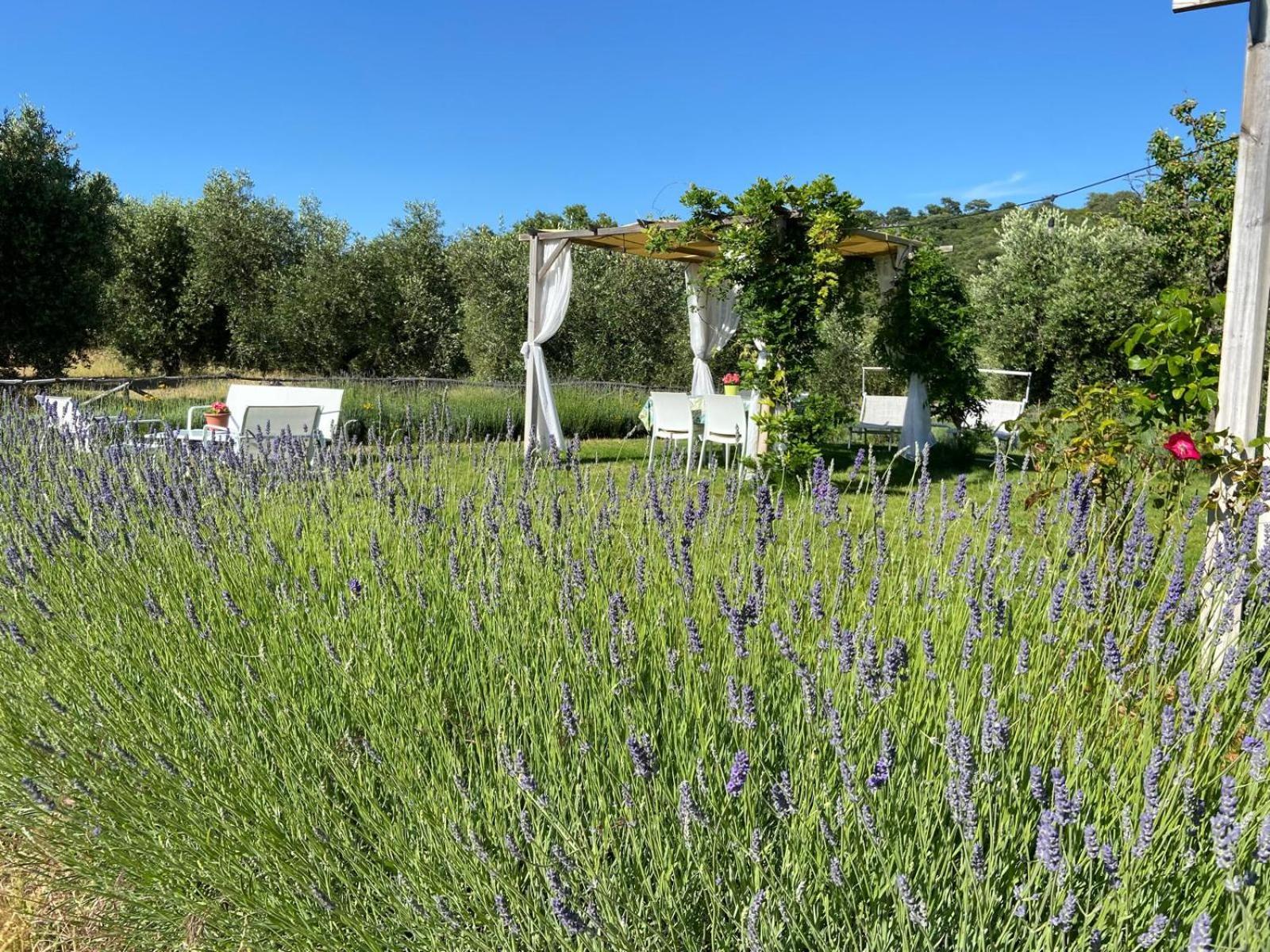 Tenuta Le Mandorlaie, Agriturismo In Scansano Kültér fotó