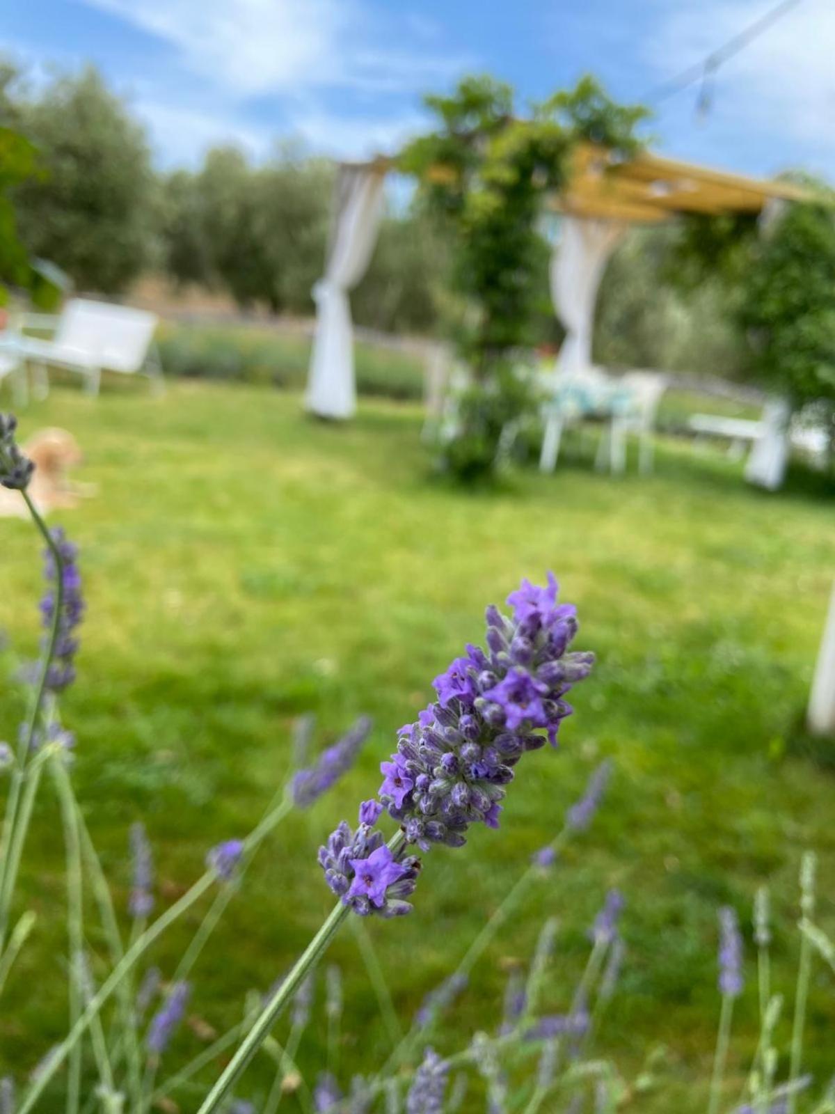 Tenuta Le Mandorlaie, Agriturismo In Scansano Kültér fotó
