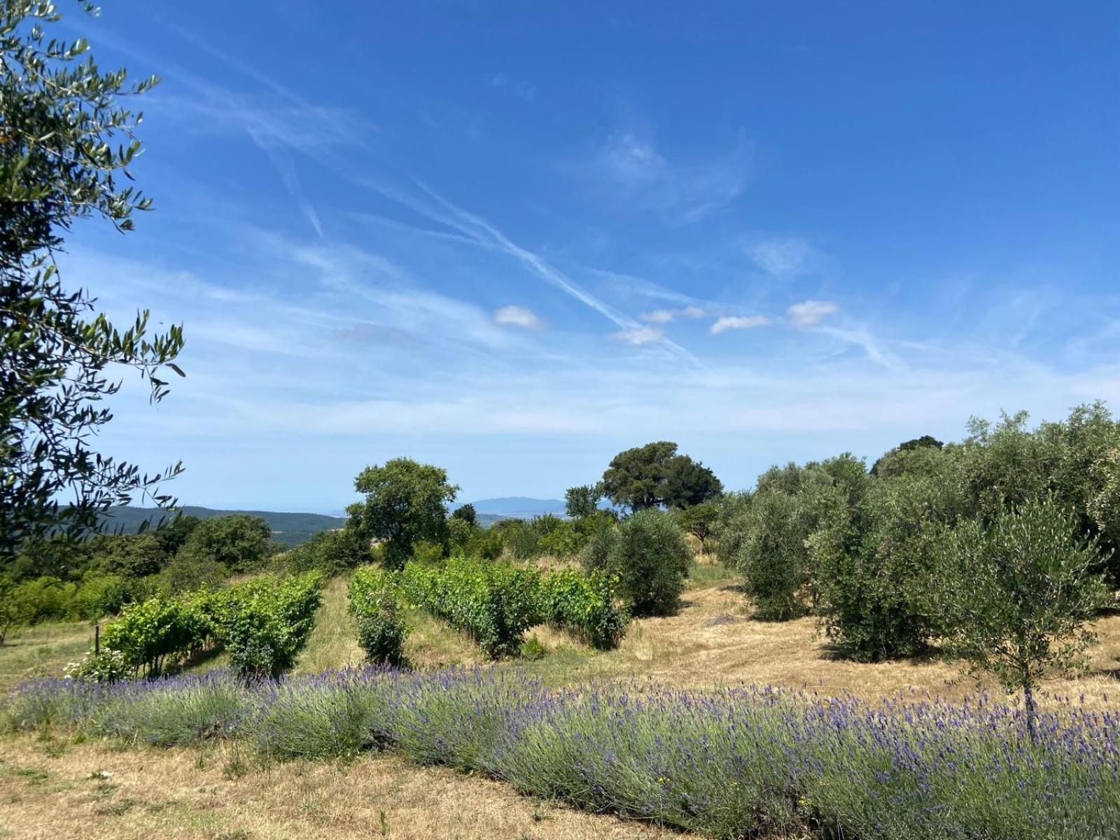 Tenuta Le Mandorlaie, Agriturismo In Scansano Kültér fotó