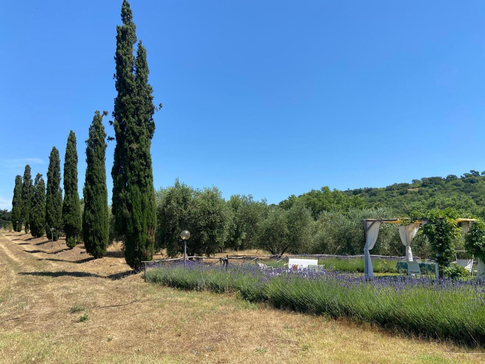 Tenuta Le Mandorlaie, Agriturismo In Scansano Kültér fotó